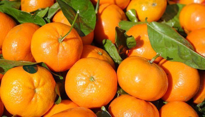 Campaña naranjas, cítricos, fruta