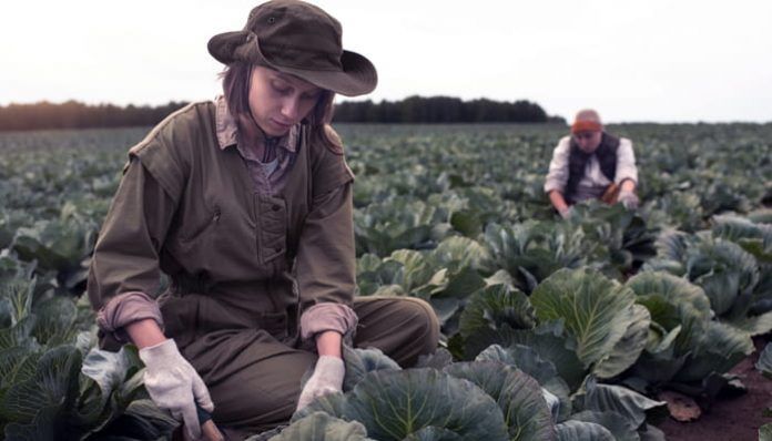 Trabajador agrario que puede solicitar la Renta Agraria