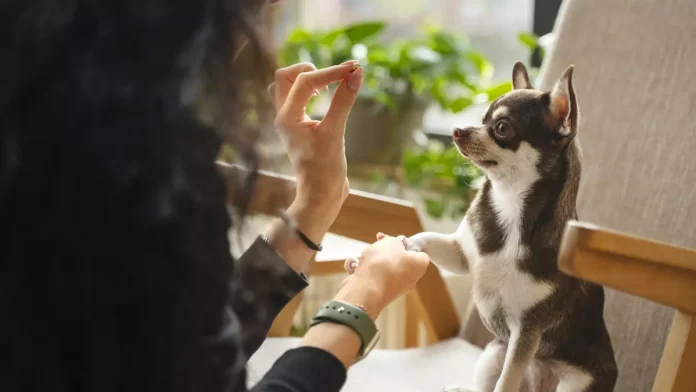 Permiso para cuidar a la mascota