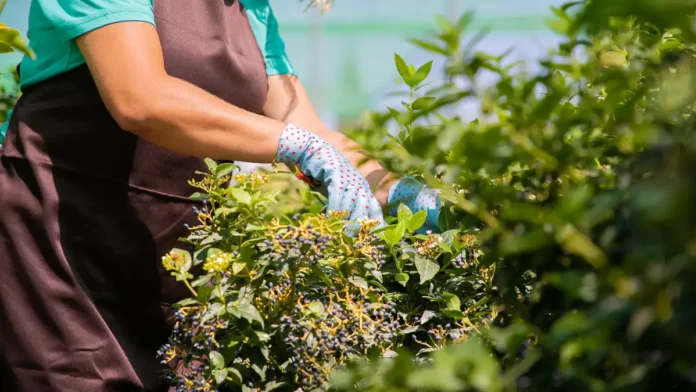 Jardinera consigue romper su contrato y cobrar indemnización tras sufrir acoso