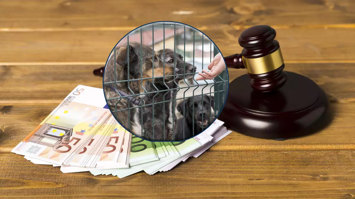 Una protectora de animales tendrá que indemnizar a su trabajador despedido acusado de maltrato animal