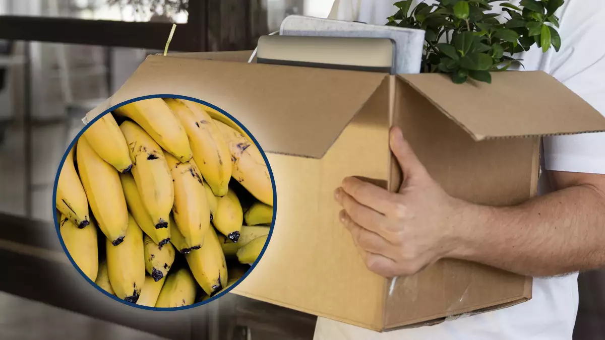 Una empresa de exportación de bananas despide a sus trabajadores tras un mes de huelga