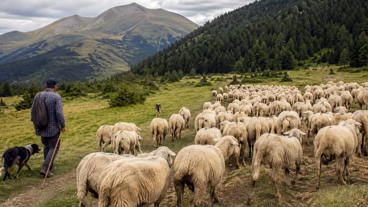 Pastor guiando un rebaño de ovejas