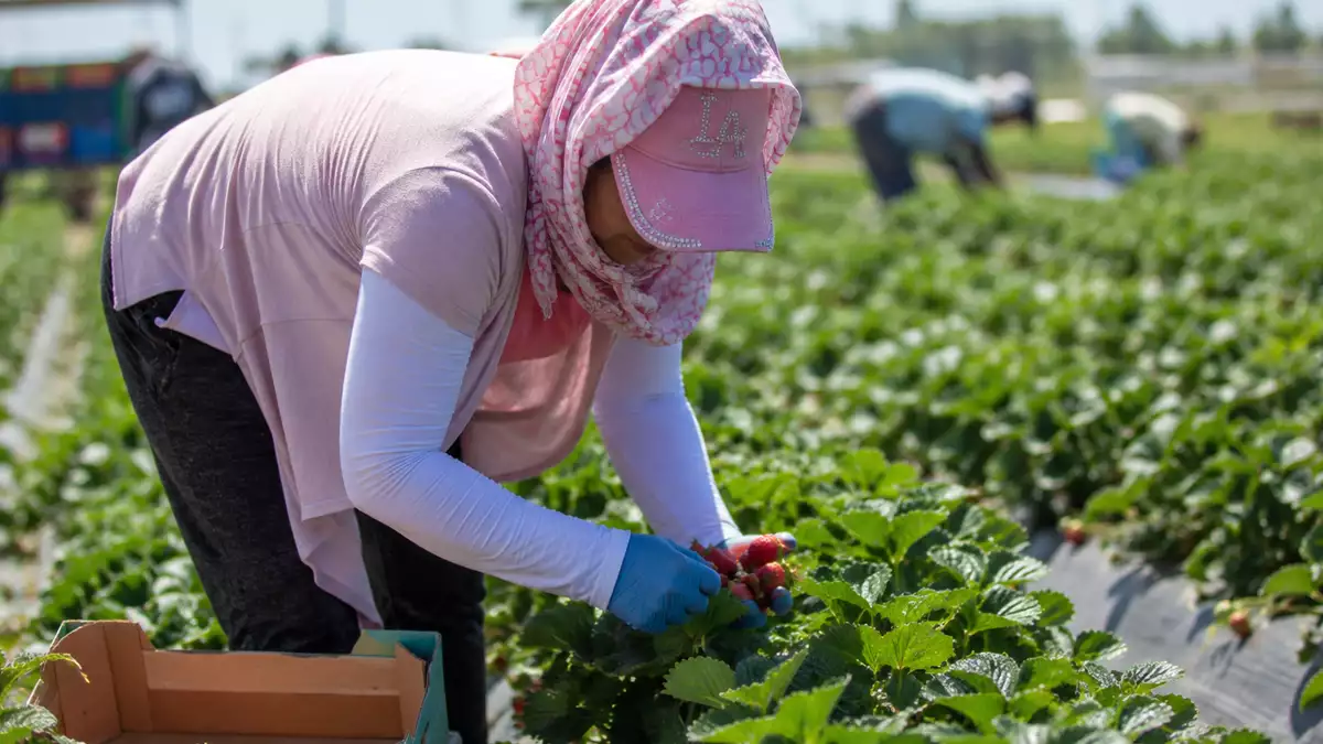 Temporera trabajando en el campo