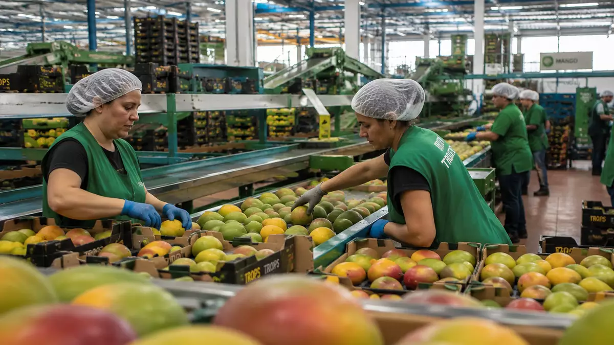 Trabajadores seleccionando y manipulando mangos en una línea de producción de una planta hortofrutícola.